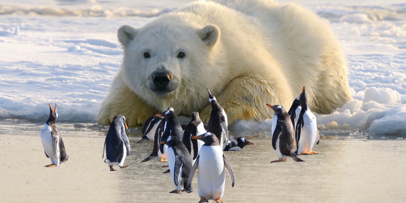 Do polar bears eat penguins