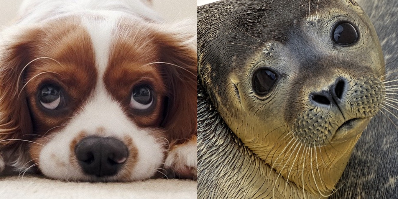 Are seals related to dogs.