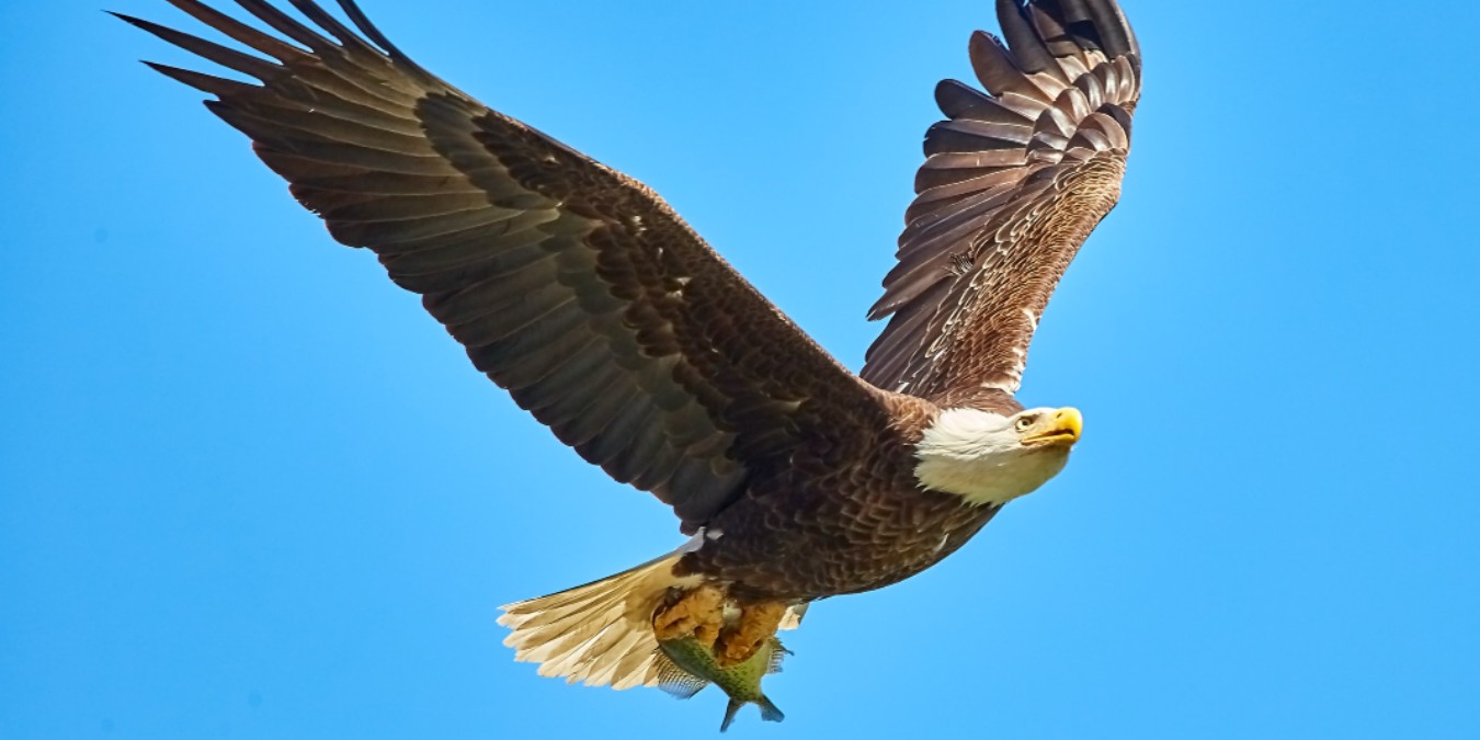 How much weight can a bald eagle carry.