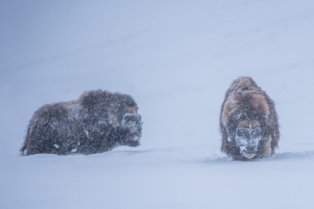 Musk oxen are known to live in the harshest of conditions.