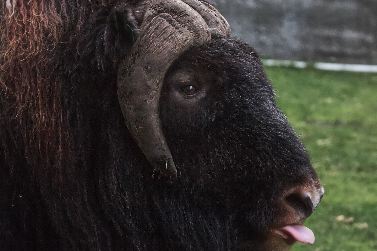 what do musk ox eat.