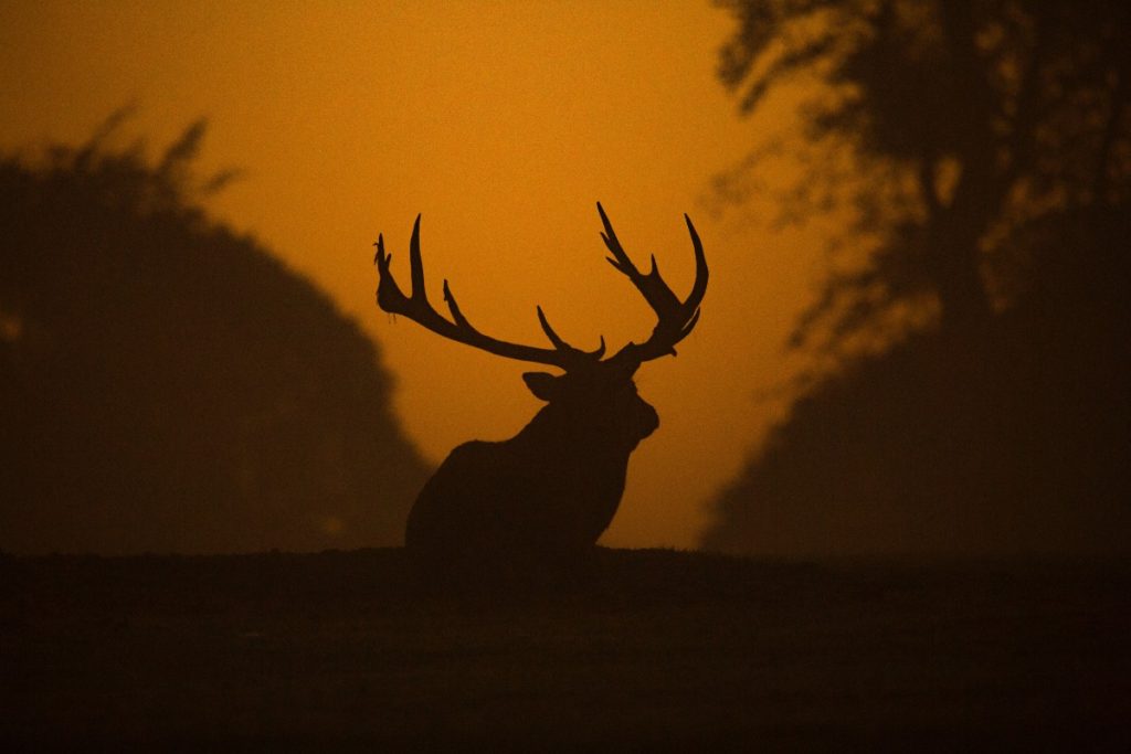 Deer's night vision is pretty impressive