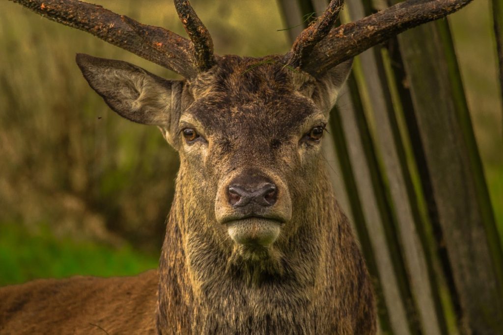 what-colors-can-deer-see-arcticlook