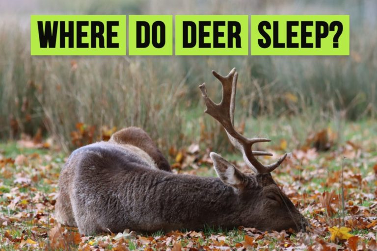 Where do deer sleep