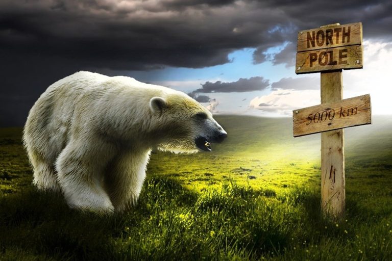How Much Does a Polar Bear Weigh? ArcticLook