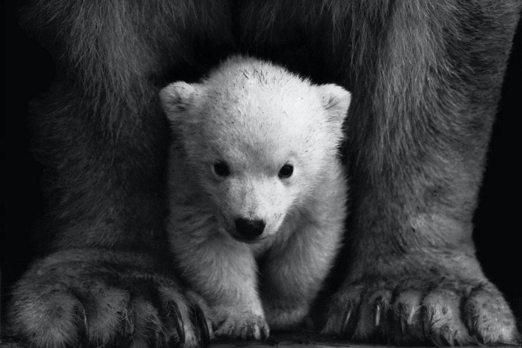 Polar bear cubs weigh no more than 700g at birth but gain 10kg in the first week.