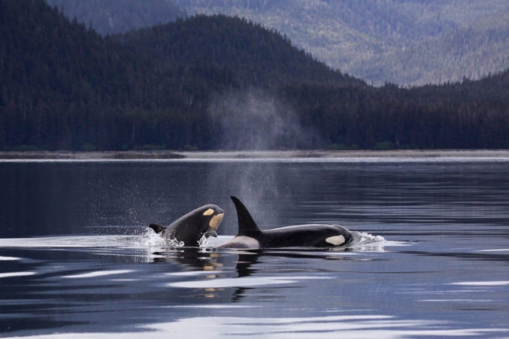 Juvenile orcas stay by their mother for 2 years to grow into stronger and faster swimmers.