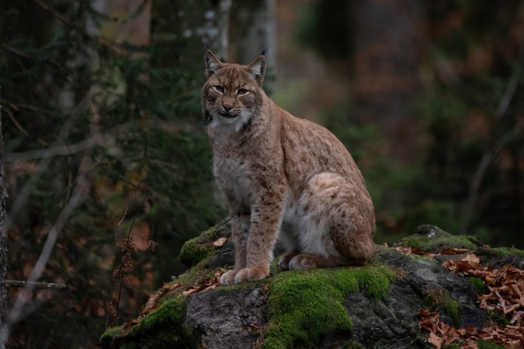 Bobcats prefer to live in woodland, lower altitudes in mountainous areas, deserts or swampland.