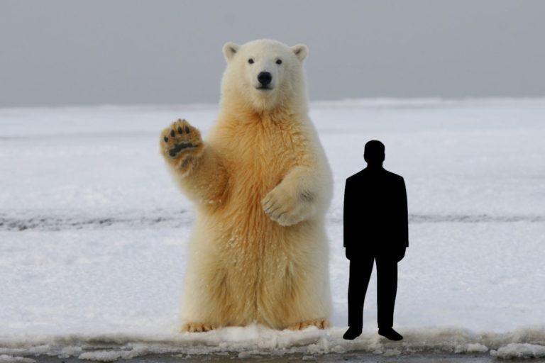 How tall is a polar bear standing up.