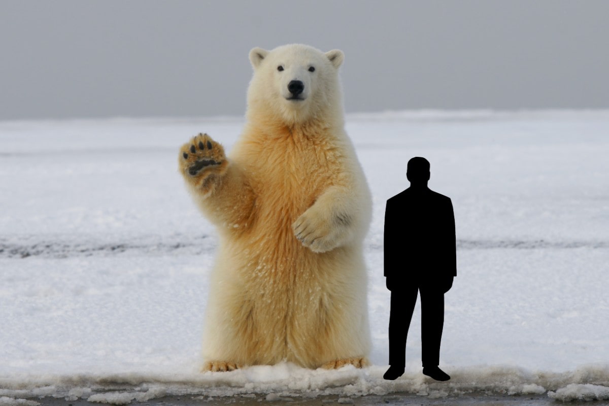 polar bear standing on hind legs