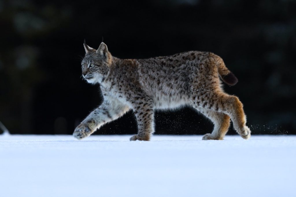 Lynx paws are round and wide and ideal  for snowy terrain.