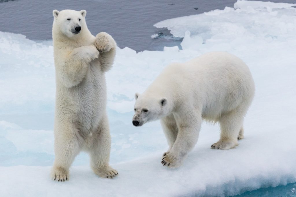 Playful polar bears standing up.