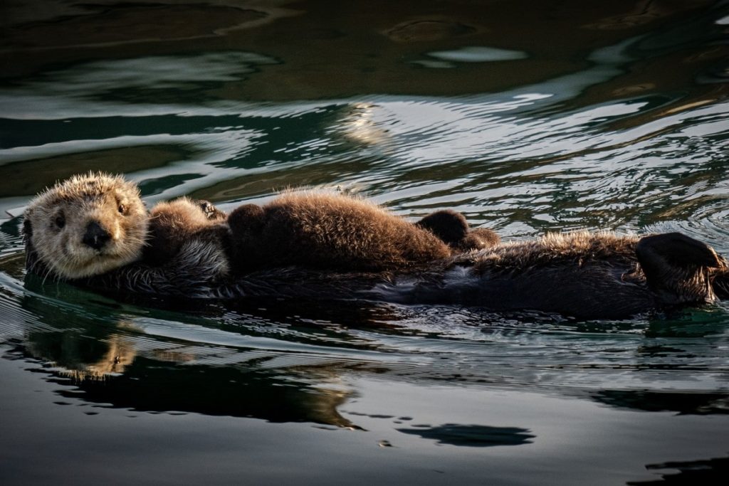 Sea otters carry their young on their stomachs before they can fend for themselves