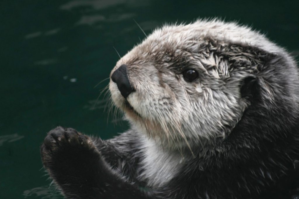 What Do Sea Otters Eat? - ArcticLook