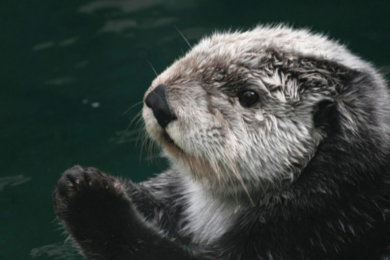 what do sea otters eat