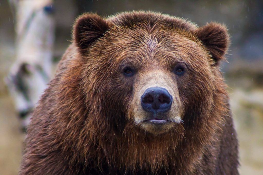 Grizzly bears can be easily distinguished from black bears thanks to their small round ears.