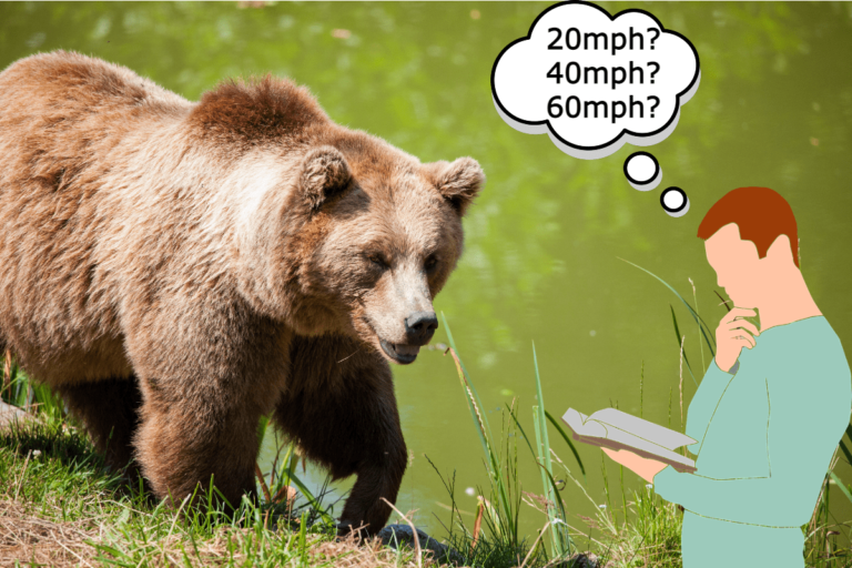 how fast can a grizzly bear run