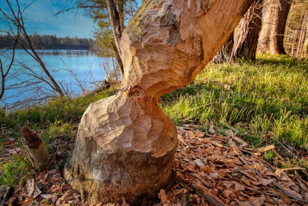 A tree chiselled by a diligent beaver.