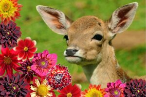 are dahlias deer resistant
