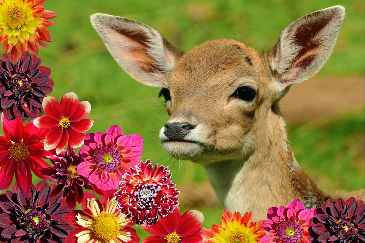 Are Dahlias Deer Resistant ArcticLook