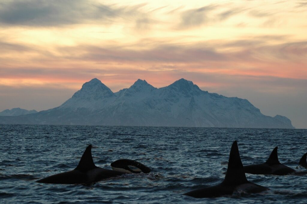 a pod of orcas